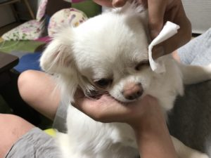 犬のトイレ 失敗しないしつけ方 チワワのコハクのトイレとは チワワのコハクのブログ 犬並み