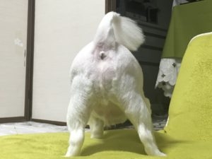 pictures of a dog's ass